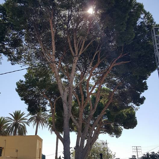 14463200_10154421140485479_4588753982089015040_n