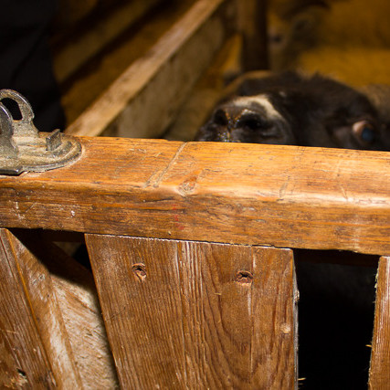 Fjárhúsaferð mynd Andri