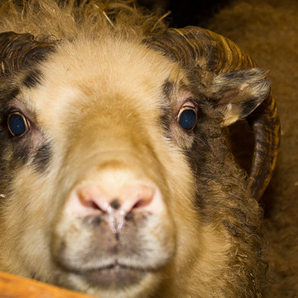 Fjárhúsaferð mynd Andri