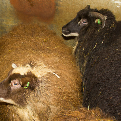 Fjárhúsaferð mynd Andri