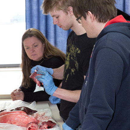 Grísakrufning mynd GK