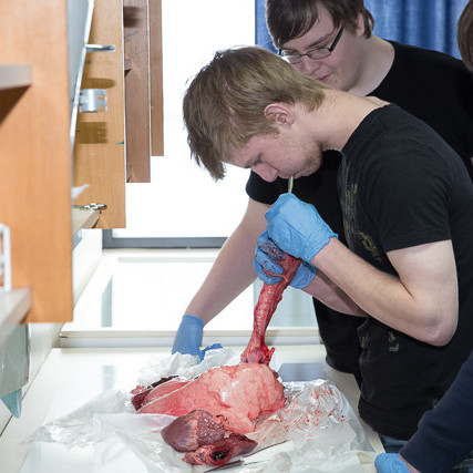 Blásið í lungu mynd GK