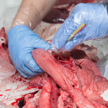 Grísakrufning mynd GK