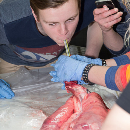 Blásið í lungu mynd GK