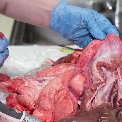 Grísakrufning mynd GK