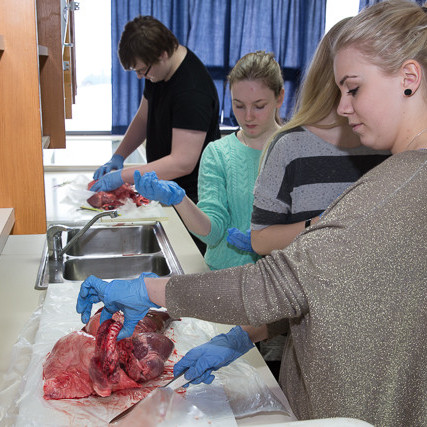 Grísakrufning mynd GK