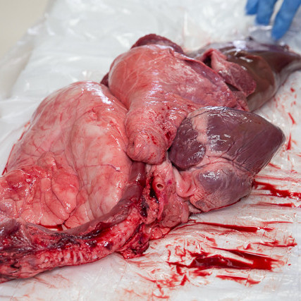 Grísakrufning mynd GK