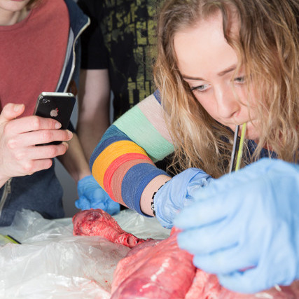 Blásið í lungu mynd GK