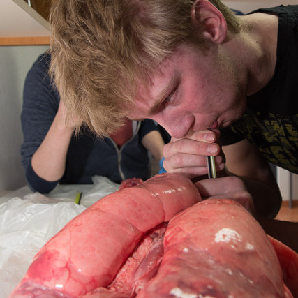 Blásið í lungu mynd GK