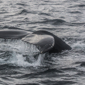 Mynd: Hrönn Helgadóttir