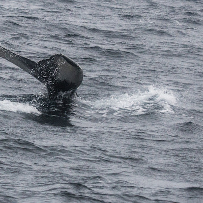 Mynd: Hrönn Helgadóttir