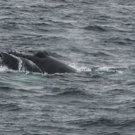 Mynd: Hrönn Helgadóttir