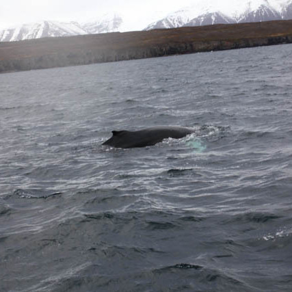 Mynd: Katrín Elva Ásgeirsdóttir