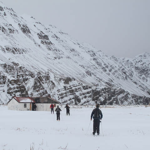 h-insfj-r-ur-liver-3733