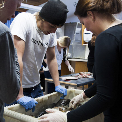 Nemendur kryfja fiska í sjávarútvegsfræði Mynd: Fróði Brinks