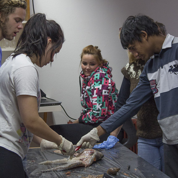 Nemendur kryfja fiska í sjávarútvegsfræði Mynd: Hrönn Helgadóttir