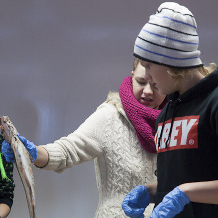 Nemendur kryfja fiska í sjávarútvegsfræði Mynd: Fróði Brinks
