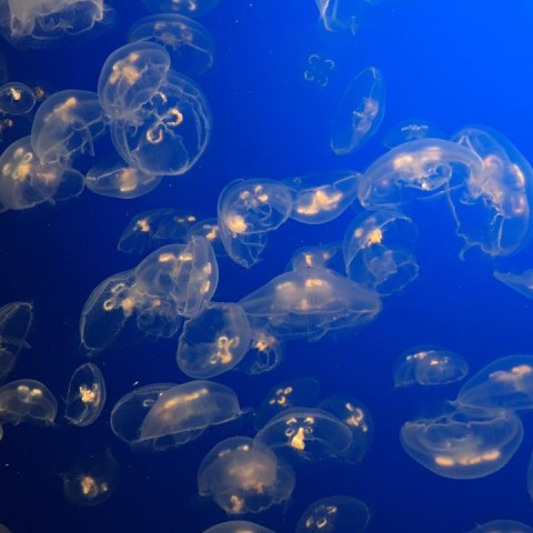 16114761_10154203153915686_3727404993031023680_n