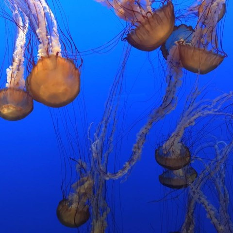 16174674_10154203153855686_5862128144891629417_n