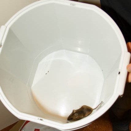 Mús í fötu mynd GK