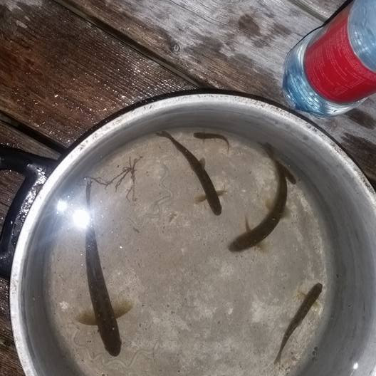 14457476_194225771000402_9220815022620415767_n