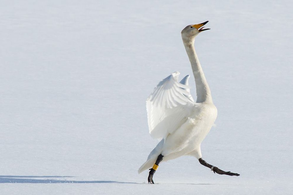 IP7 fagnar vori mynd GK