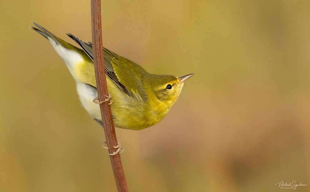 Ormskríkja mynd Mikael Sigurðsson