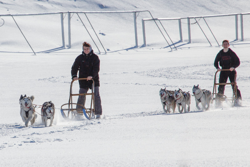 Hundasleðar mynd GK