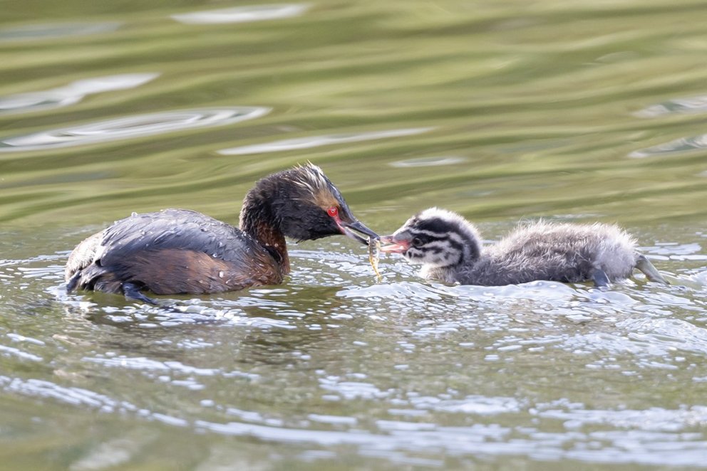 Skólabyrjun, skólinn fullur