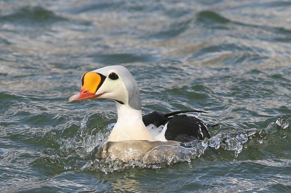 Æðarkóngur mynd GK