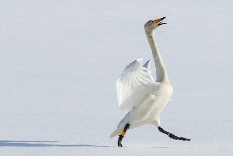 IP7 fagnar vori mynd GK