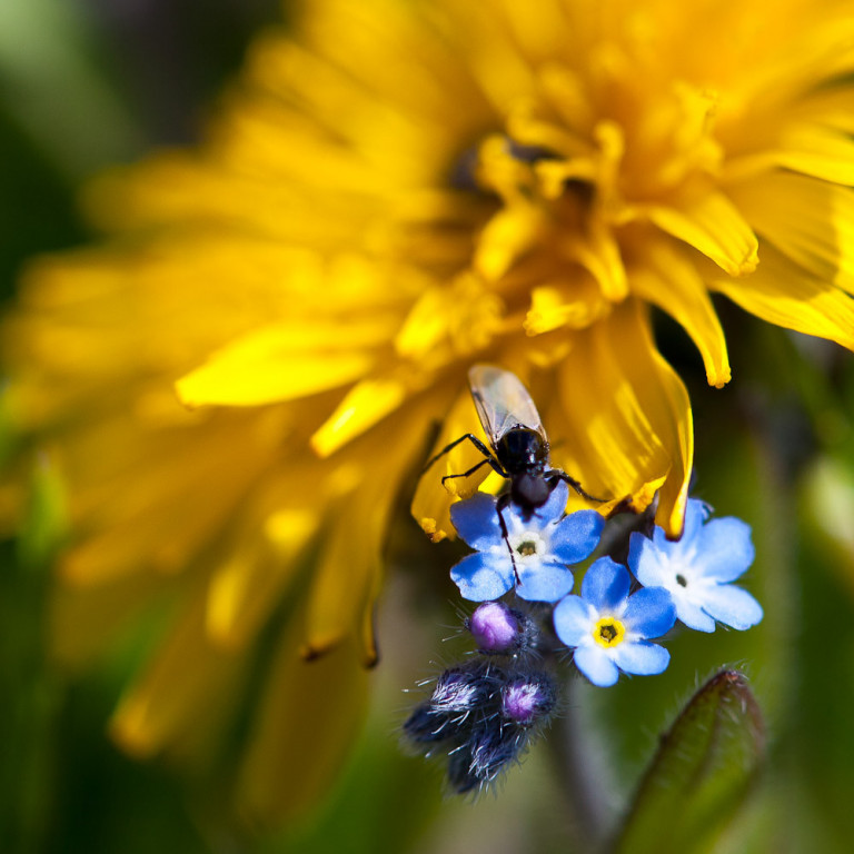 Mynd: Lára Stefánsdóttir. Fífill, fluga og gleym mér ei