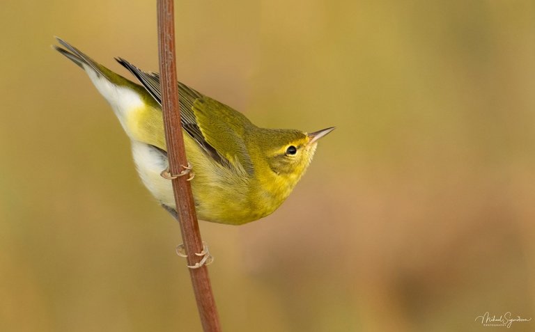 Ormskríkja mynd Mikael Sigurðsson