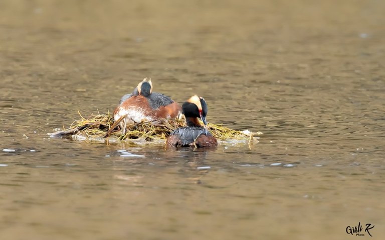 Flórgoðar á tjörninni í Ólafsfirði mynd GK