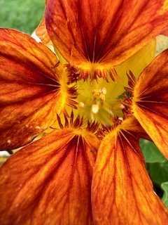 Blóm í Ólafsfirði: Lára Stefánsdóttir